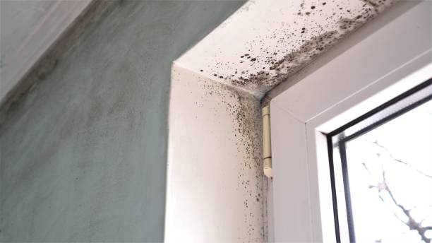 Best Attic Mold Removal  in Alanuk, AK