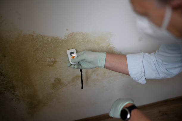 Mold Removal and Inspection in Alakanuk, AK